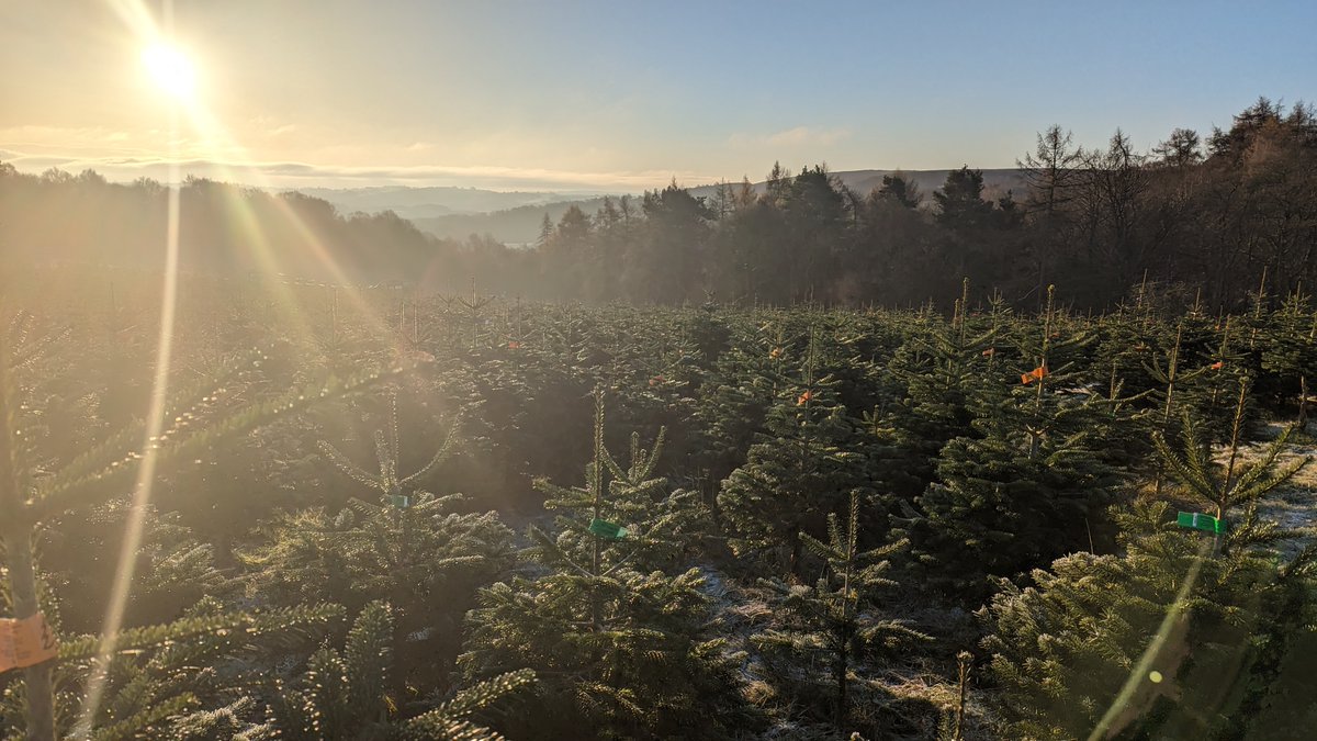 The Treekend is here and it's a beautiful frosty morning. Perfect Christmas tree picking weather! We're looking forward to seeing everyone enjoy choosing their Christmas centerpiece, freshly cut on the farm. Wrap up warm! #christmas #sheffield #frosty #christmastrees #yorkshire
