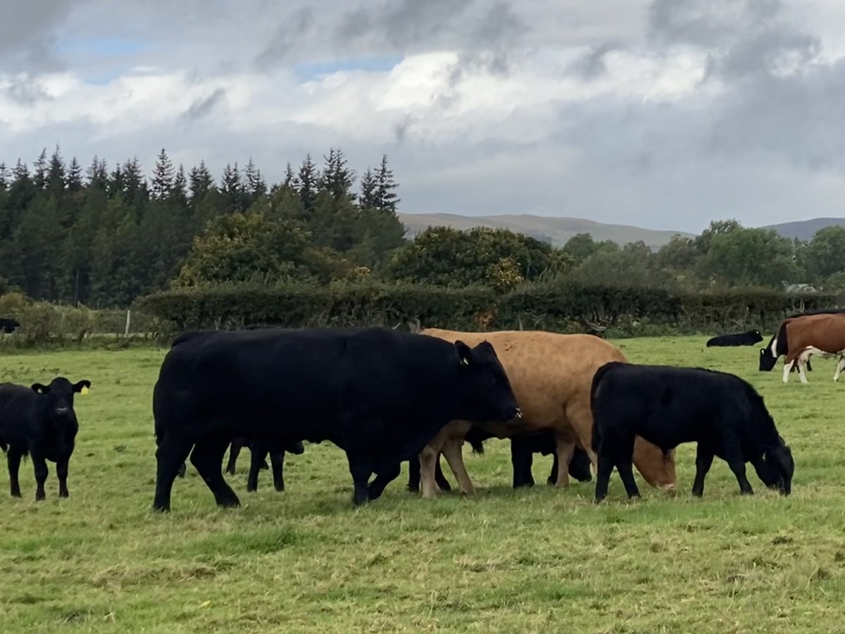 Rhiani's tweet photo. These are our beef cattle. Their manure feeds the soil and insects, their footprints leave spaces for seeds to germinate and they prevent predators from harming some of our endangered birds. They are essential for our native wildlife to thrive and they produce beef! #beefbattle https://t.co/2h6rIiT5Kl
