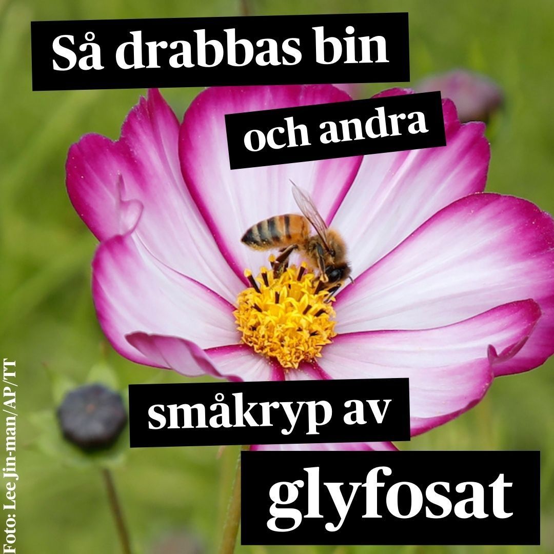 TidningenSyre's tweet image. Det omtvistade ämnet #glyfosat har godkänts för ytterligare tio år i EU. Även om #insekter påverkas direkt, är den indirekta påverkan desto större, säger @linaperegrina, biexpert, @Lundsuni.
Syres miljöreporter Ossian Sandin rapporterar.
🔗 buff.ly/4a10Rsw 
#miljö