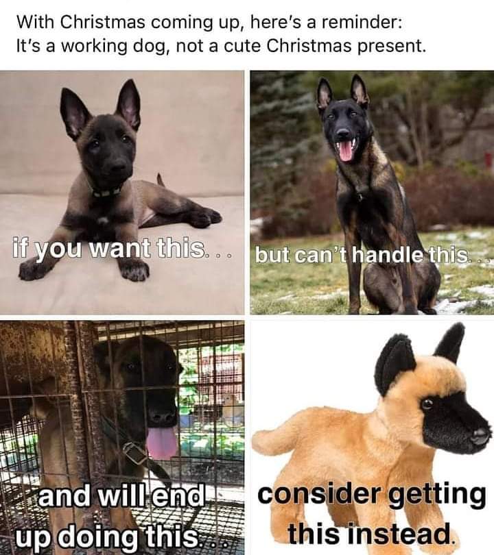 Cali_The_Mali's tweet photo. #NotAGift #WorkingDog #JustDont https://t.co/ApX5m4hsEa