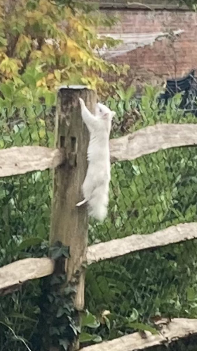 When I was staying in Surrey last weekend we were very excited to spot this little one - a white squirrel! They are apparently very rare