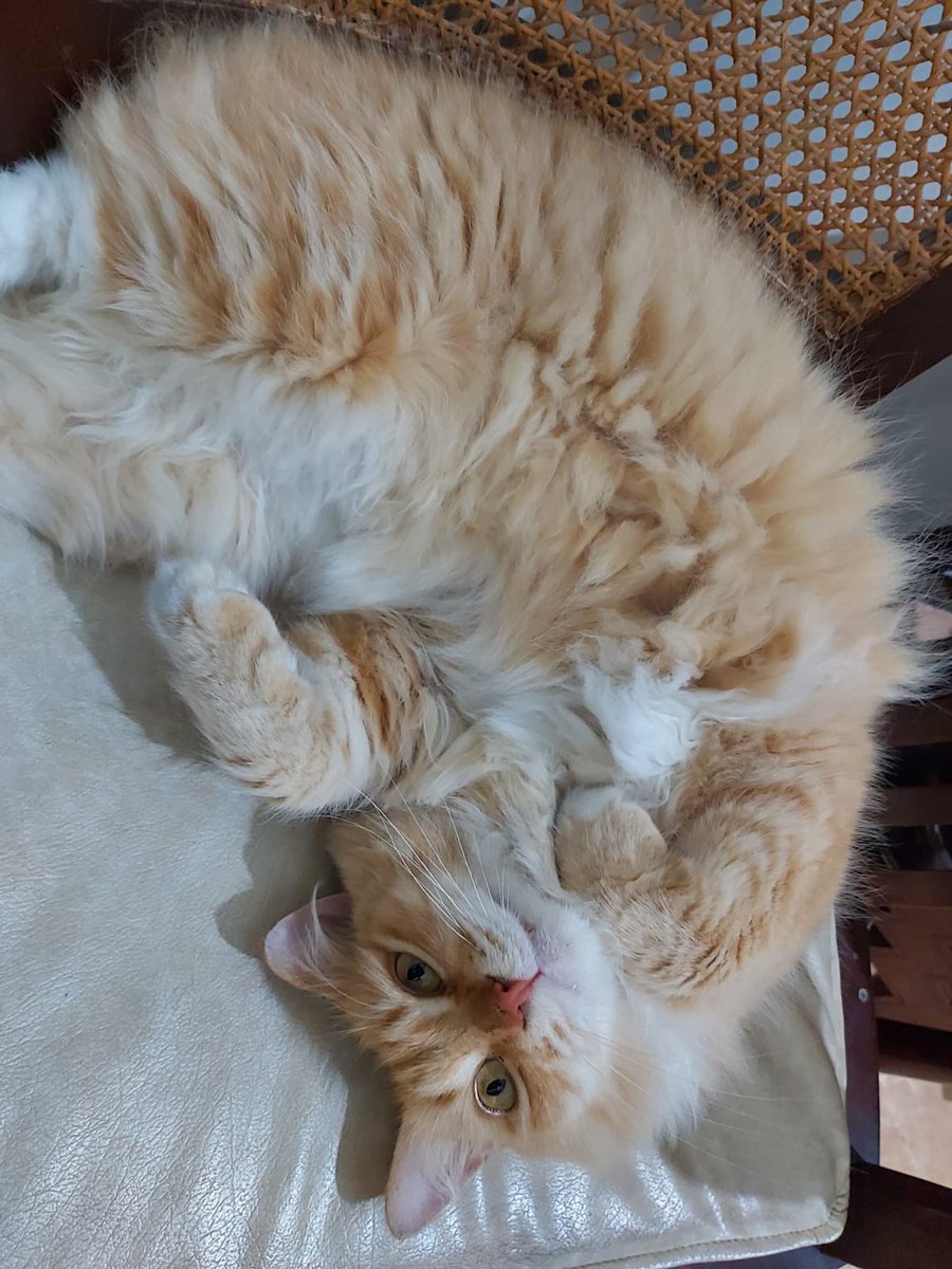 hourlyoyen's tweet photo. 😽 https://t.co/5381hoGWWh