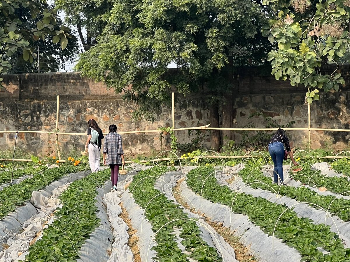 astutibb's tweet photo. Had the most amazing experience #StrawberryPicking at #SarafFarms in Chattarpur. Highly recommend the place for a 2-3 hour picnic with the kids. Yummy Strawberries 🍓 and mouth watering strawberry smoothie. Must give it a try. #PicnicIdeas #DelhiMustDos #ThingsToDoInDelhi https://t.co/cizO6J0Hk0