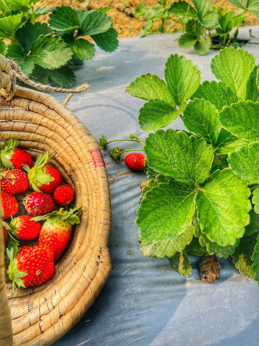 astutibb's tweet photo. Had the most amazing experience #StrawberryPicking at #SarafFarms in Chattarpur. Highly recommend the place for a 2-3 hour picnic with the kids. Yummy Strawberries 🍓 and mouth watering strawberry smoothie. Must give it a try. #PicnicIdeas #DelhiMustDos #ThingsToDoInDelhi https://t.co/cizO6J0Hk0