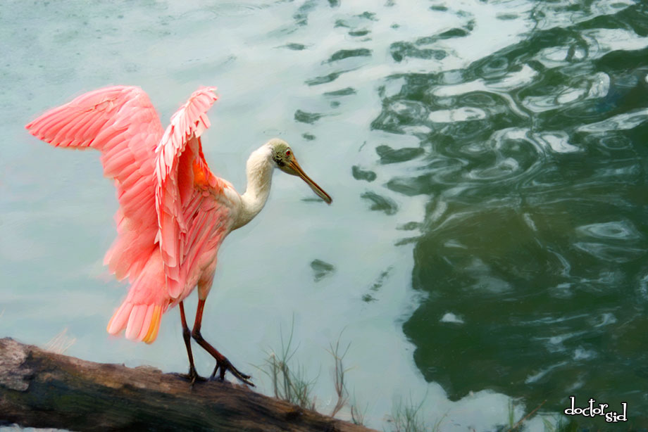 Rose Ette by doctorsid #spoonbill #wildsafari #waterfoul #pinkbird doctorsid.com/wildlife/wildl… via @_doctorsid