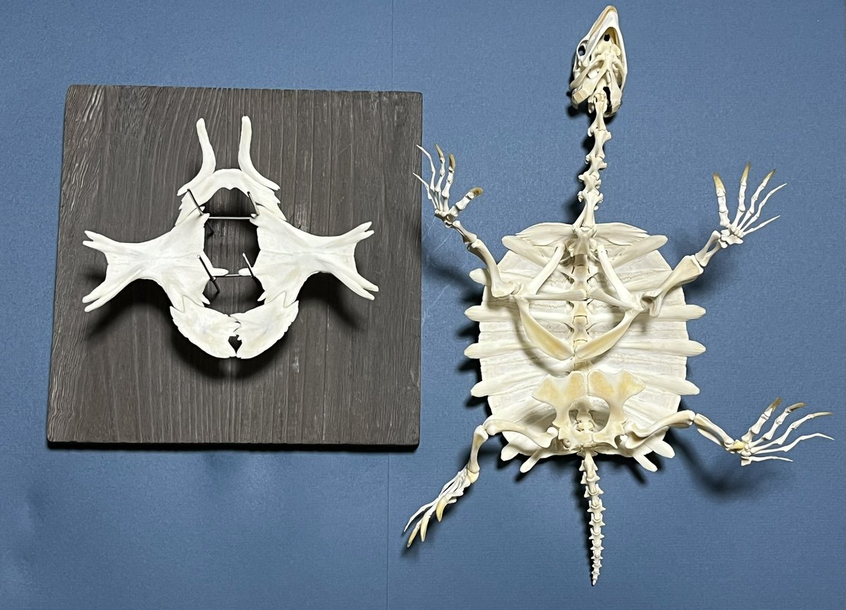 スッポン骨格標本 #スッポン #骨格標本