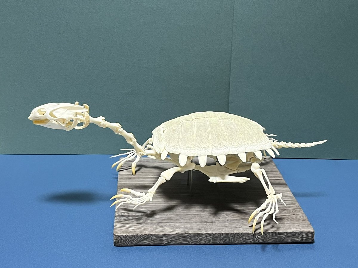 スッポン骨格標本 #スッポン #骨格標本