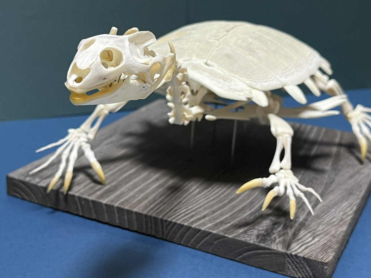 スッポン骨格標本 #スッポン #骨格標本