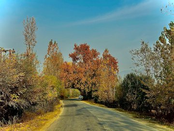 JihadKash18's tweet photo. Fall cradles more golden hues than any other season. 🍂📷 #AutumnRiches 
#Nature'sTreasures 
#kashmir https://t.co/CT1zPukpRp