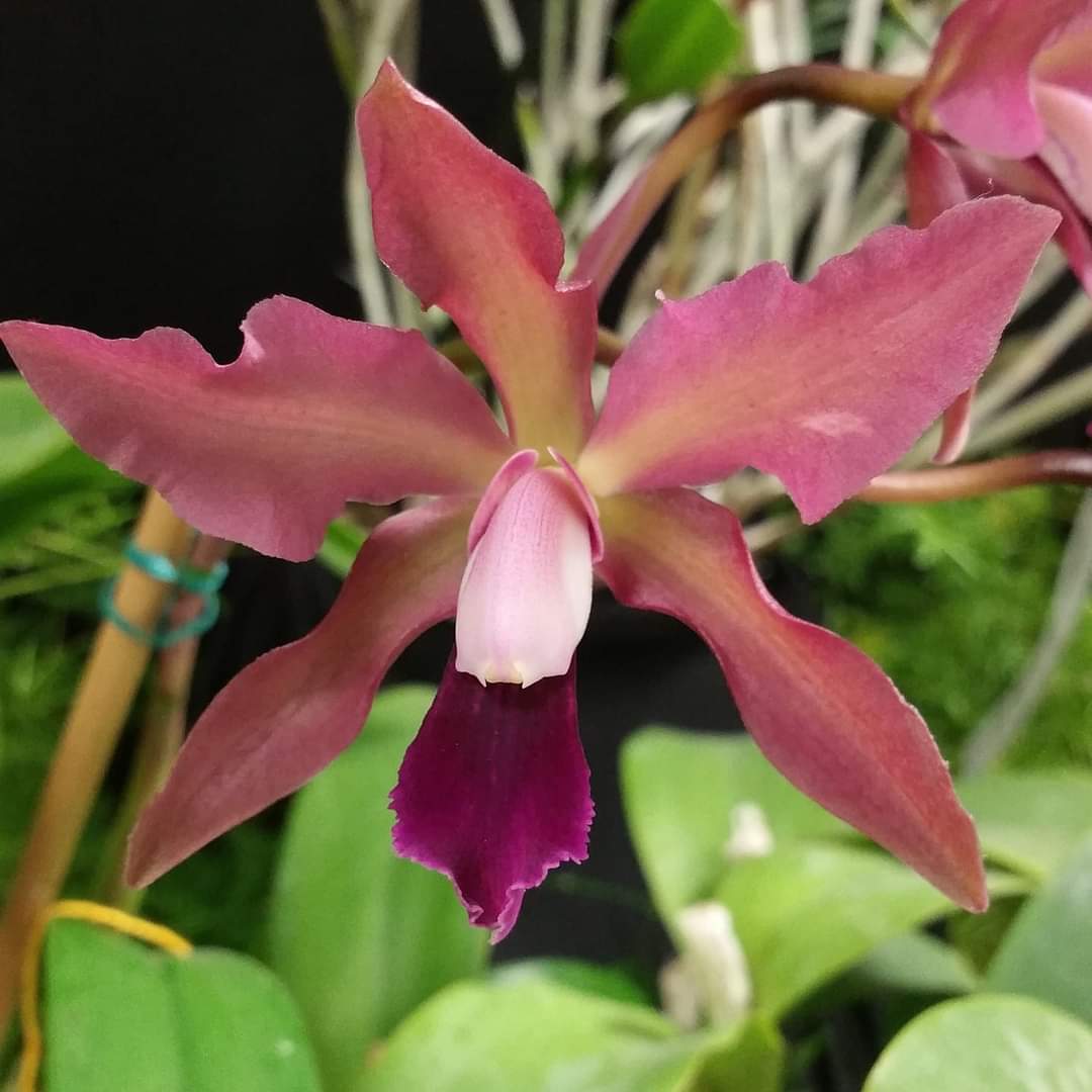 OakwoodOrchids's tweet photo. Lc. Cat's Meow
#AddictedToOrchids #flowers #orchids https://t.co/ZCG6152jpS