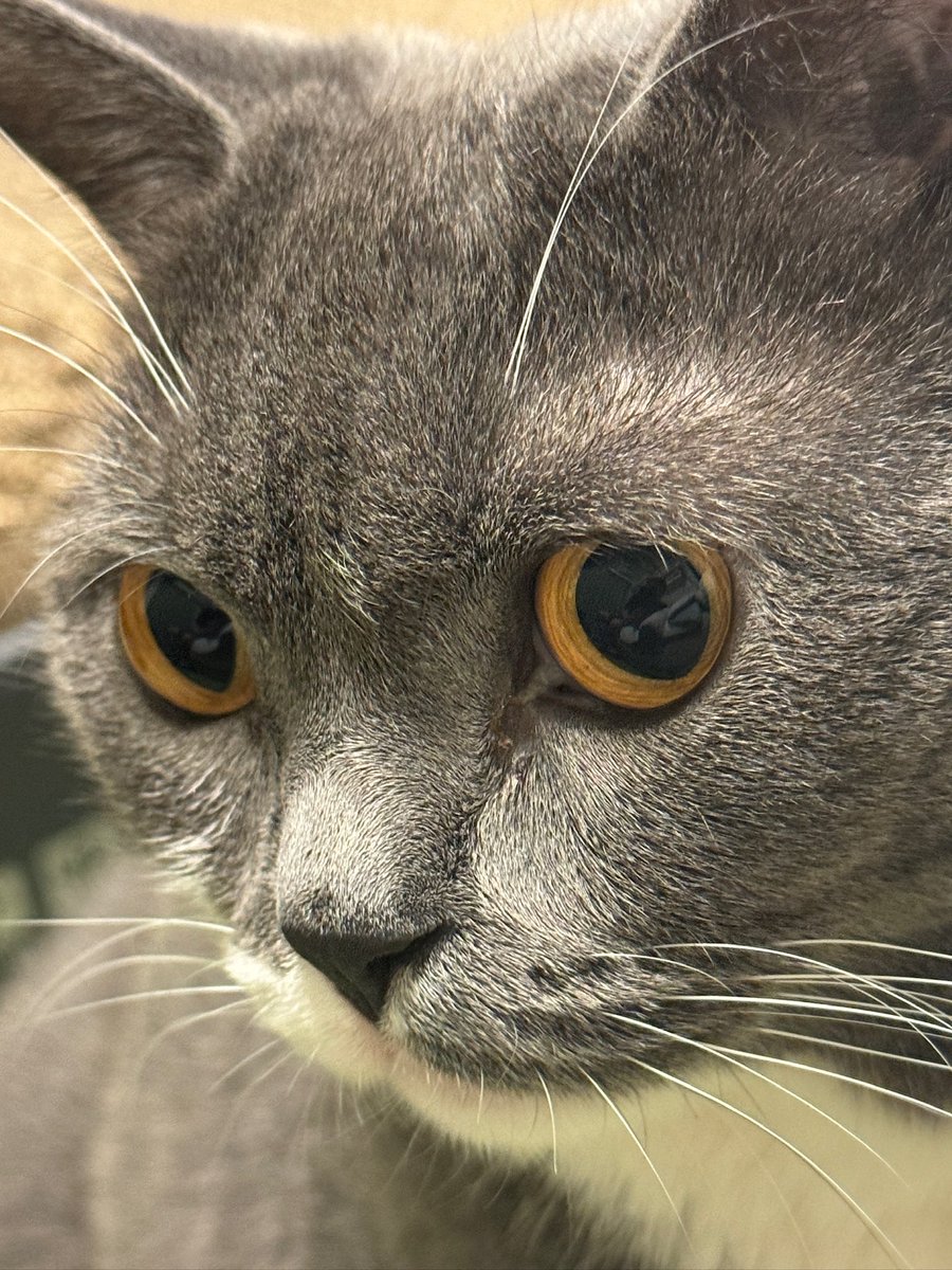 眉間にうっすら白い毛が生えており、ハリーポッター⚡️みたいだなと思っています(違)
#猫のいる幸せ #ブリショ
#ブリティッシュショートヘア 
#猫がいる生活 #猫好きさんと繫がりたい #猫がいる暮らし #猫 #cat #ねこ