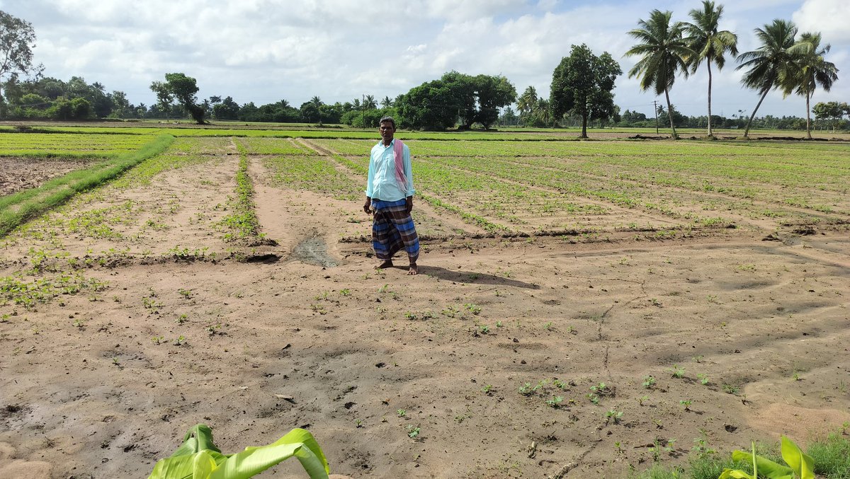 JoKrishnaraj's tweet photo. @cudcollector @CMOTamilnadu
Herewith attached, Photos of Groundnut seed crops are destroyed by #flood.
District: Cuddalore 
 Revenue Village: T.Paliyam
Survey no :15/1,15/2&amp;15/3
Field area :2 Acr

If you look at the tillage account, the cultivated crops will not reach the home. https://t.co/rpH8on27gs