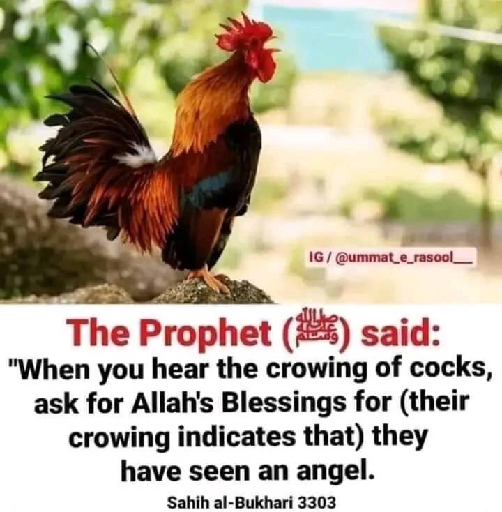 Maipata_'s tweet photo. Hadith of the day ❤️ https://t.co/xKnzIzHEpK