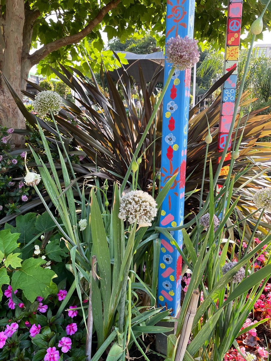 EckardsGarden's tweet photo. Our Leeks are in flower! Anchoring our Friendship Poles with their pompom flowers a magnet for pollinators 🌸 #eckardsgarden #eckardscircle https://t.co/34PVIYLQRw