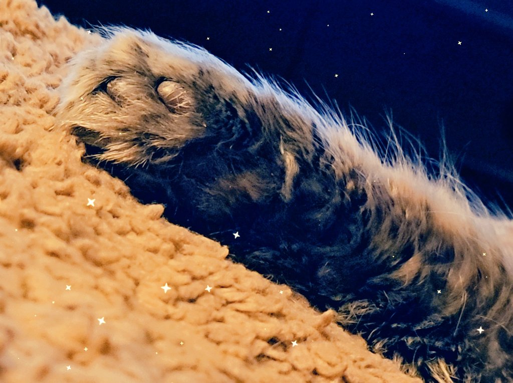 cptkrusher's tweet photo. #DammitTodd would like to thank all his OnlyKitties followers. Thanks to you, he was able to splurge on the bougie nipnip and pay for express delivery! He has enough to last him through the weekend, at least! Also, for your generosity, peep a mystery foot as a bonus. #PawStars https://t.co/9DJIukDCDw