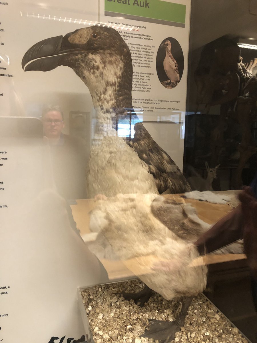 Mounted Great Auk specimen showing what appears to be a young individual(?) in the process of moulting into its summer plumage. As well as a second that could be an older one in the process of moulting as well. All that's to say yeah great auks weren't always the same looking 1/3