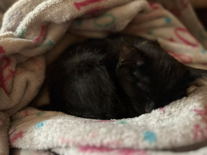 Got a kitten today, and I might just be the happiest girl ever ❤️ https://t.co/LQKr5kiO6U<a href="/tag/giantess"class="tags"><span>#giantess</span></a>