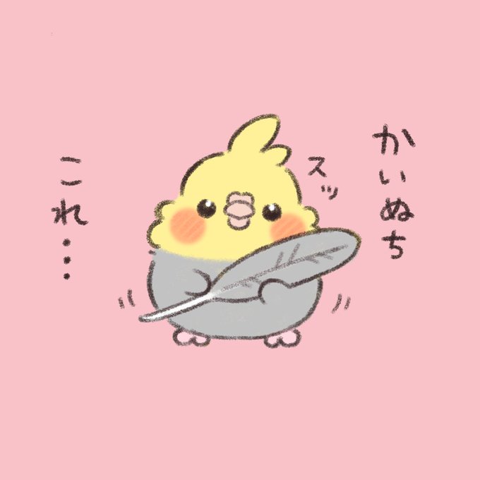 かいぬち、これ…  #オカメインコ