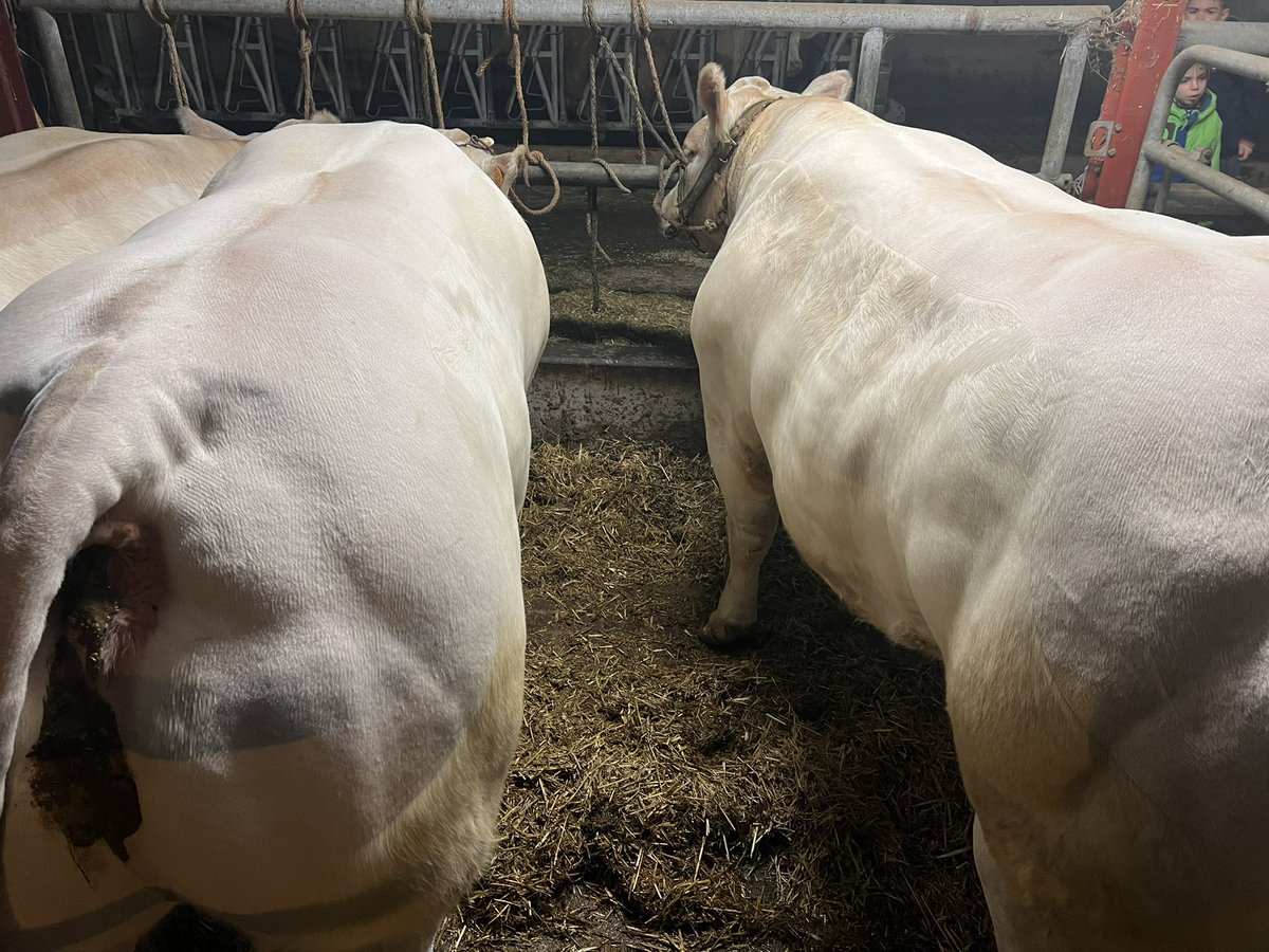 Après 100 jours de régime de finition millimétré, les voilà prêtes pour le festival du bœuf à Charolles ce week-end : expression du potentiel musculaire et état d’engraissement optimal.
Bravo Florent pour ton travail.