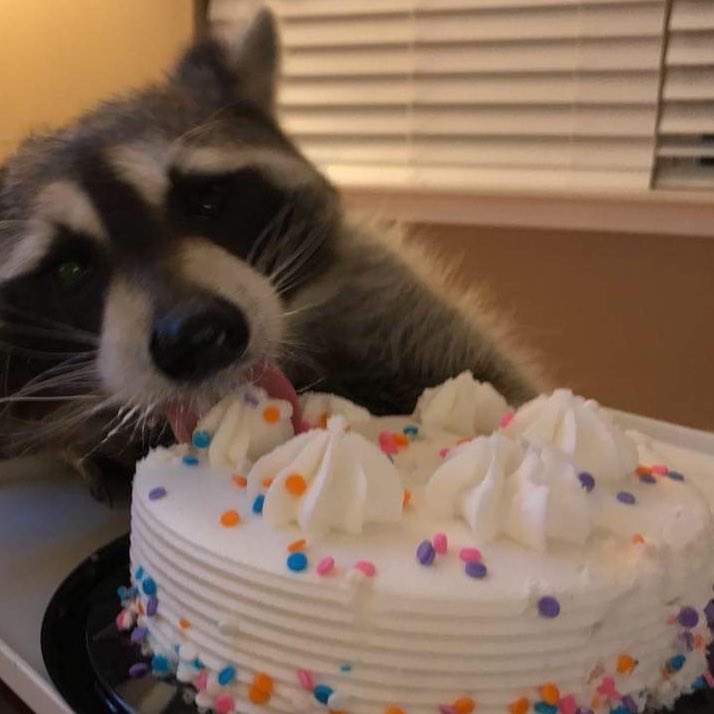 Raccoons Hourly tweet media