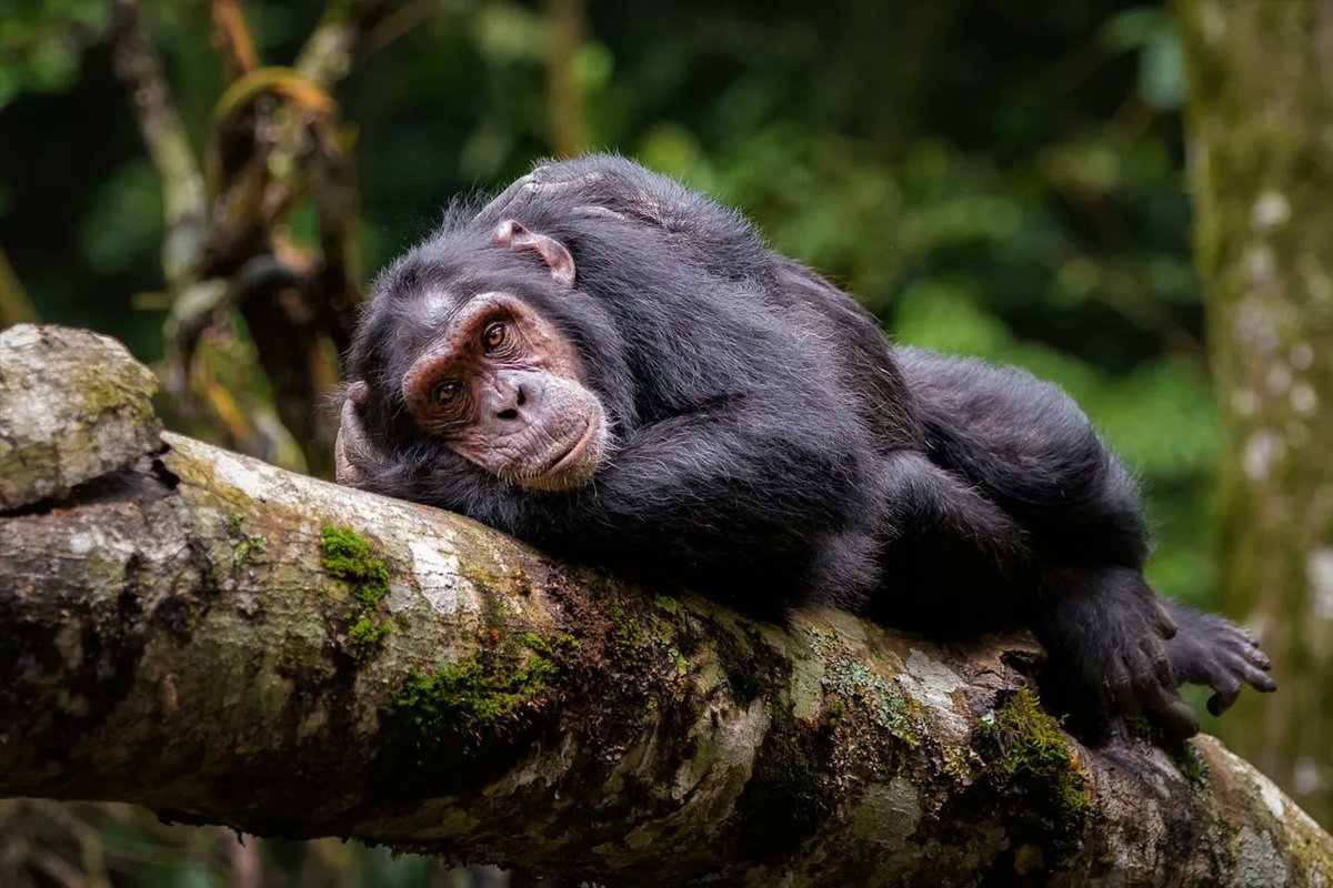 Calsaarsafaris's tweet photo. #WeekendVibes🙂 let's talk about Primates of the Pearl Of Africa
How many can you name and how many have you seen? 

https://t.co/5PTCljUNnG
#primates #travel #ExploreUganda #weekendmood #chimpazee #tourism https://t.co/PhwJJeuIG5
