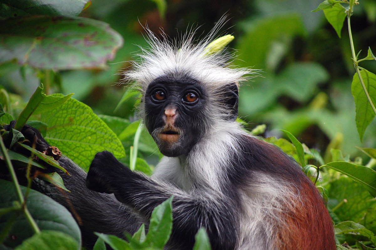Calsaarsafaris's tweet photo. #WeekendVibes🙂 let's talk about Primates of the Pearl Of Africa
How many can you name and how many have you seen? 

https://t.co/5PTCljUNnG
#primates #travel #ExploreUganda #weekendmood #chimpazee #tourism https://t.co/PhwJJeuIG5