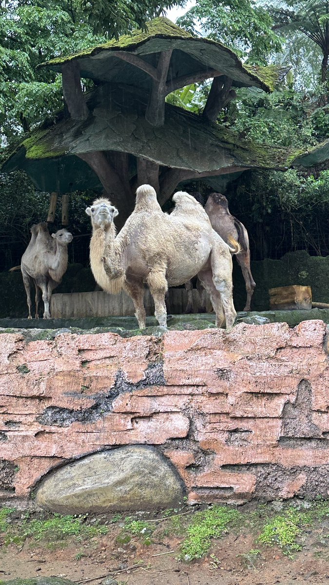 max_hongo's tweet photo. ラクダってこんな頭低かったっけ？なんかイメージと違うんだけど #TamanSafari https://t.co/dhzo3mcIlz