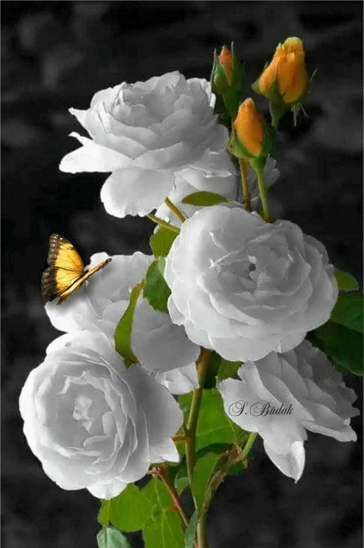 <a href="/MnartWdad/">وداد منارة الحياة</a> <a href="/maha8321553/">🌸maha🌸</a> <a href="/linaassil_assil/">Linaa Alassill2</a> <a href="/Gigi46830095/">ا. i1iitالخاص ممنوعGiGi</a> @hdn_na @Ozlerntr <a href="/Rcj_63/">👉 नटखट रचना जैन 🇮🇳 🎯51K🐦😜👇🚩🚩💯</a> <a href="/AyO0008/">YA</a> <a href="/WALLI27/">Jhon f perez🎶🎸🚵☯🎄🎀</a> <a href="/lena_marly/">Marly Helena Bartniak</a> <a href="/eman14061402/">إيمـ♥̨̥̬̩ے</a> <a href="/tyten67237068/">Ten Reice Dizon</a> <a href="/mgonzaleze_11/">Mónica Roena</a> <a href="/guerreravefenix/">JusnickZ🪬🌎</a> <a href="/SALE_DIAMONDS/">DIAMONDS-SALE</a> <a href="/____Bianka____/">Bianka🎄</a> <a href="/Marina77143439/">Marina</a> @SOBATSETIA_NKRI <a href="/MartinaRosemann/">𝙈𝙖𝙧𝙩𝙞𝙣𝙖 𝙍𝙤𝙨𝙚𝙢𝙖𝙣𝙣 🌹😎🇩🇪</a> اسعد الله صباحك الاخت الفاضله واداد وحفظكي الله صباحك بالخير والعافية والسرور والسعاده الدائمه يارب 😍