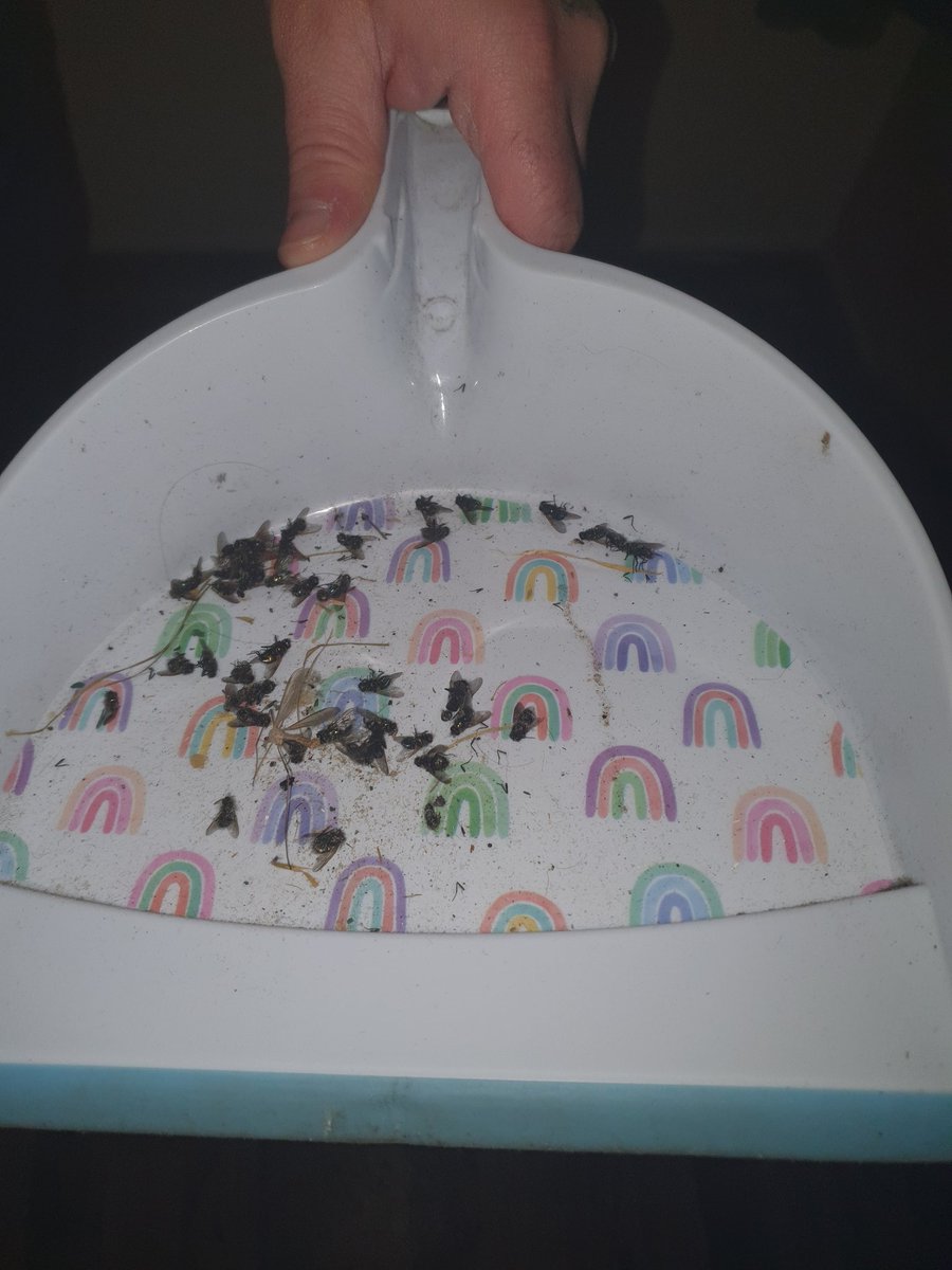 MiloBawden's tweet photo. @TheSun I'm sure the filthy accommodation and abundance of dead flies in a recently 'cleaned room' will be missed 🤔 https://t.co/peXK63oLOt
