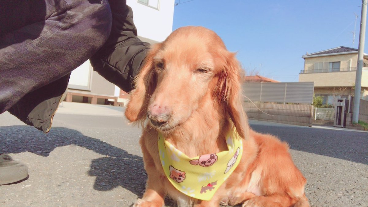 nezumichanz's tweet photo. 3年前"ネズミの介護開始と同時に辞める"って前提で入った前の職場は、いざとなったらごねられ勝手にシフト入れられ泣いてたので、経緯は違えど休めず介護と仕事両立する心苦しさわかる…

将来は色々手と目が足りない人のペットのサポートとかしたいなと最近夢ができた
おねじゅみたちのおかげ🐁 https://t.co/oMsugIyEAf