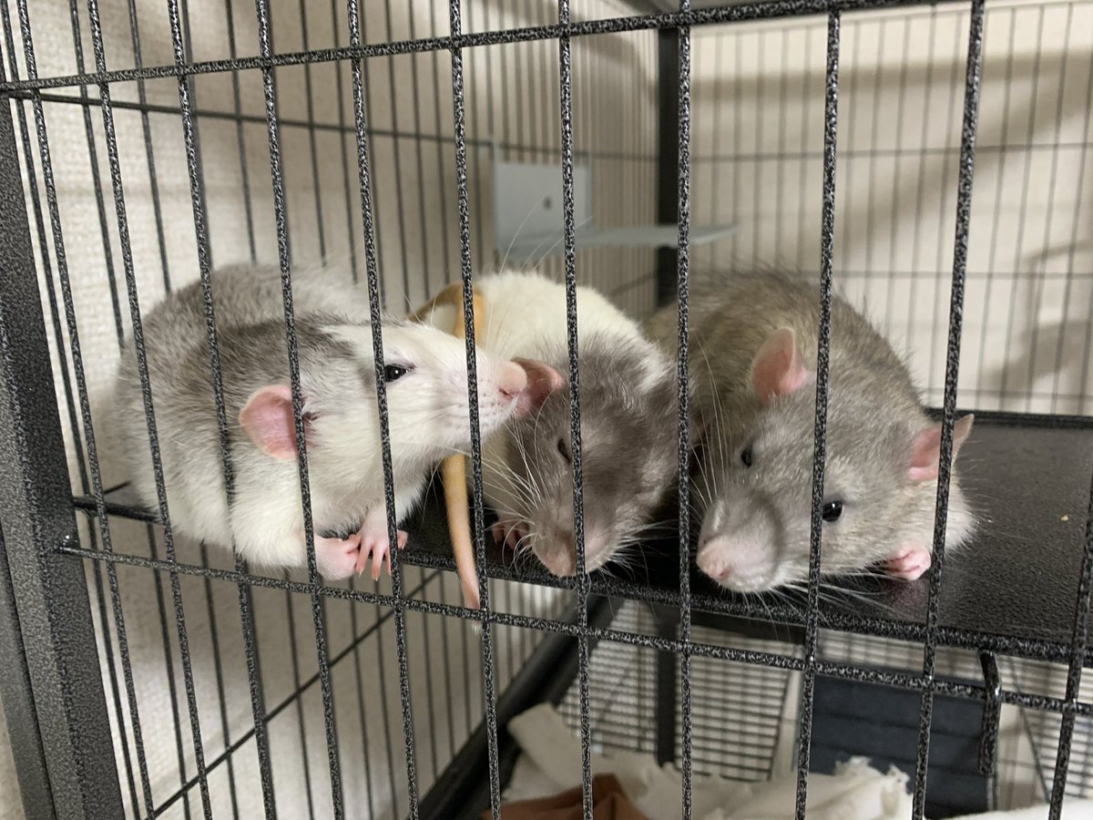 nezumichanz's tweet photo. 3年前"ネズミの介護開始と同時に辞める"って前提で入った前の職場は、いざとなったらごねられ勝手にシフト入れられ泣いてたので、経緯は違えど休めず介護と仕事両立する心苦しさわかる…

将来は色々手と目が足りない人のペットのサポートとかしたいなと最近夢ができた
おねじゅみたちのおかげ🐁 https://t.co/oMsugIyEAf