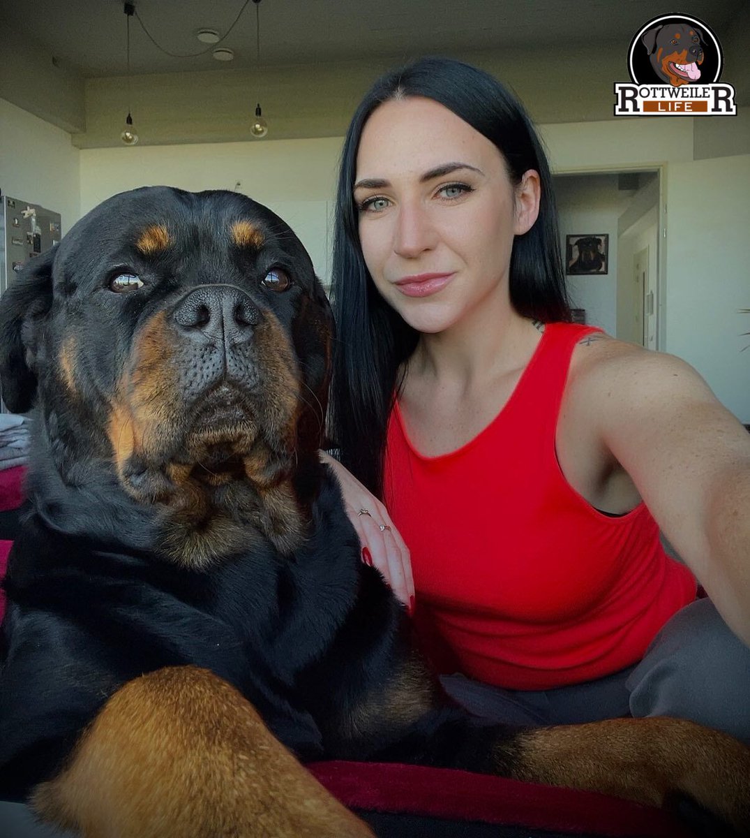Rottweiler tweet media
