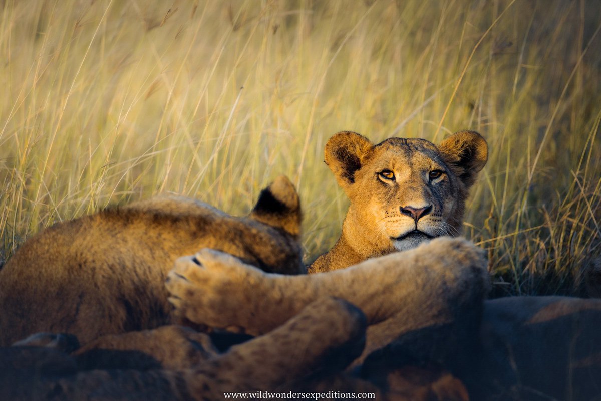 Debashis_WWE's tweet photo. "If your eyes are opened, you'll see the things worth seeing."

Lion cub,
Lake Nakuru, Kenya

#lioncub #lionprides #africanlion #nakuru #WildWondersExpeditions @NikonIndia @NatGeoIndia https://t.co/zIBHlzOLH4