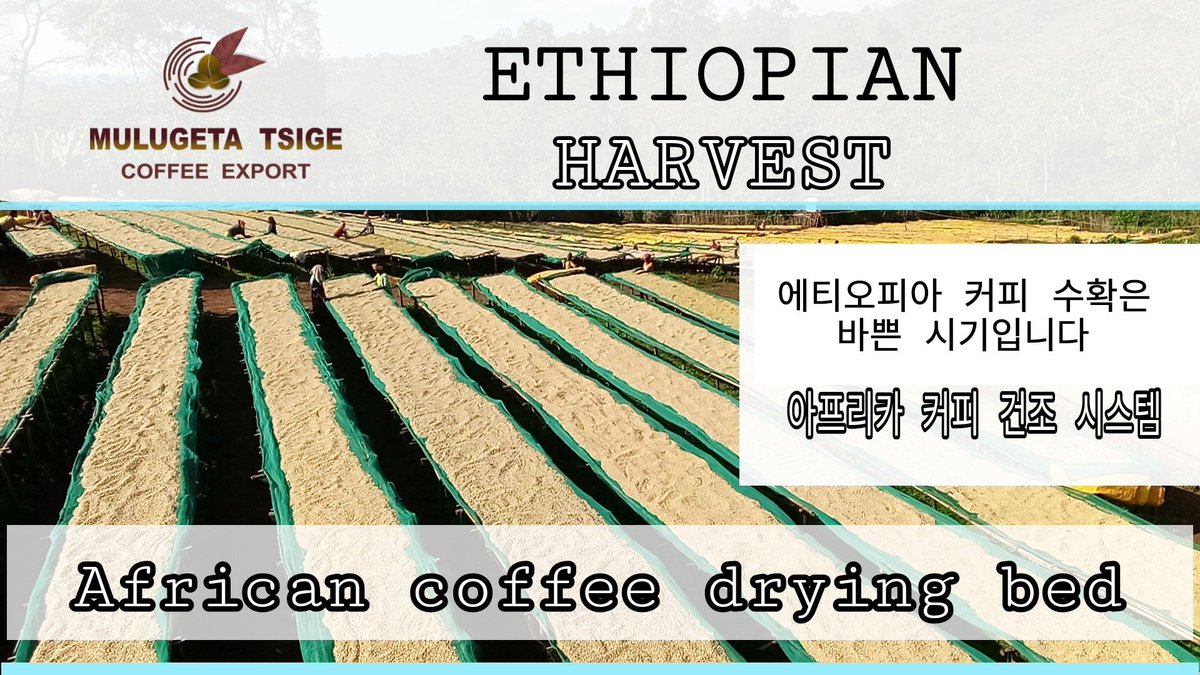 Coffee is our life.
we live with coffee
Try our coffee, you will be happy. If you taste it, it will always be your choice

#mulugetatsigecoffee 
#ethiopiacoffee