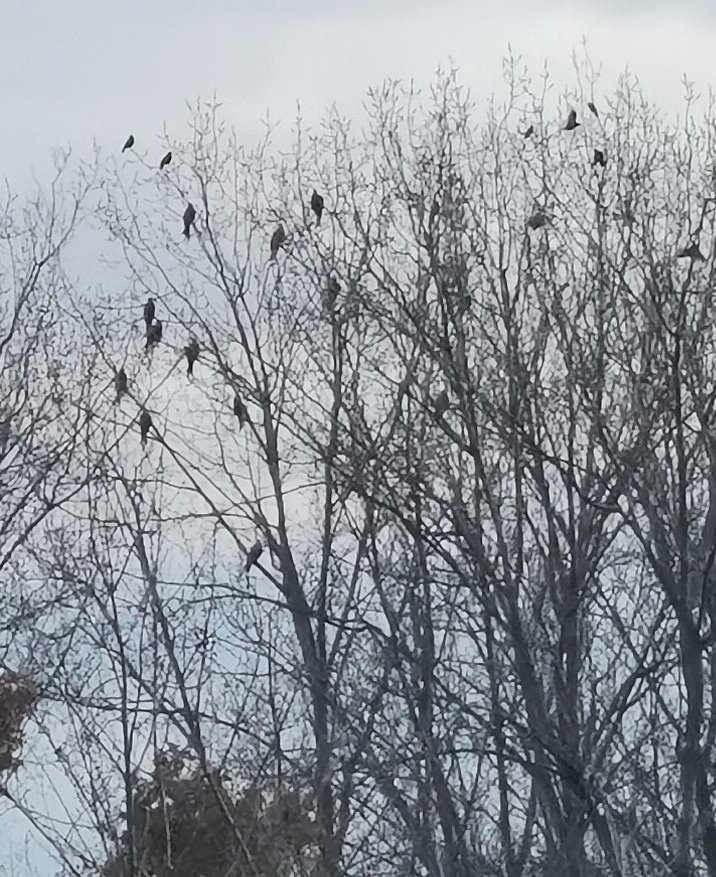 A few of the Red kite at there roosting site last night. <a href="/EssexWildlife/">Essex Wildlife Trust</a>