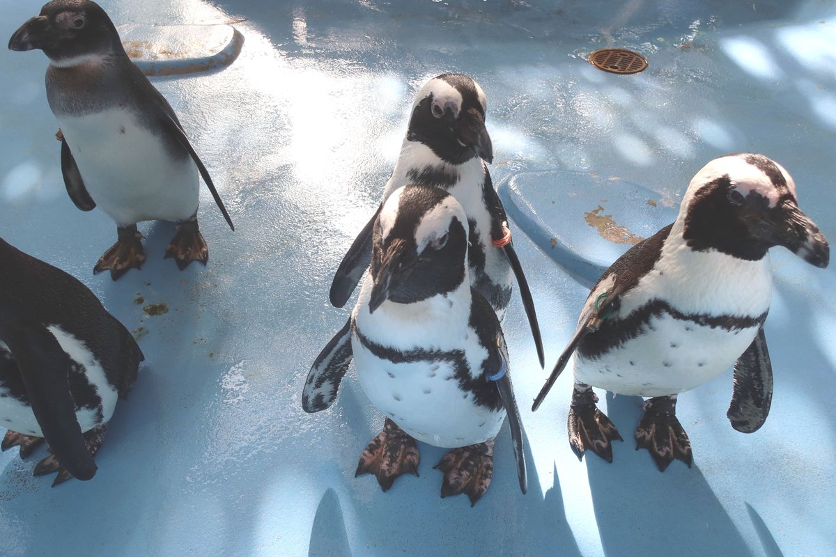 本日12月2日はケープペンギン「さくら」 20歳の誕生日です