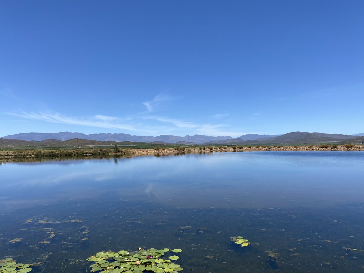 It’s been very hot in SA this week, but the wine has all been well chilled and some great tastings in Robertson, with a breathtaking view @springfieldwine