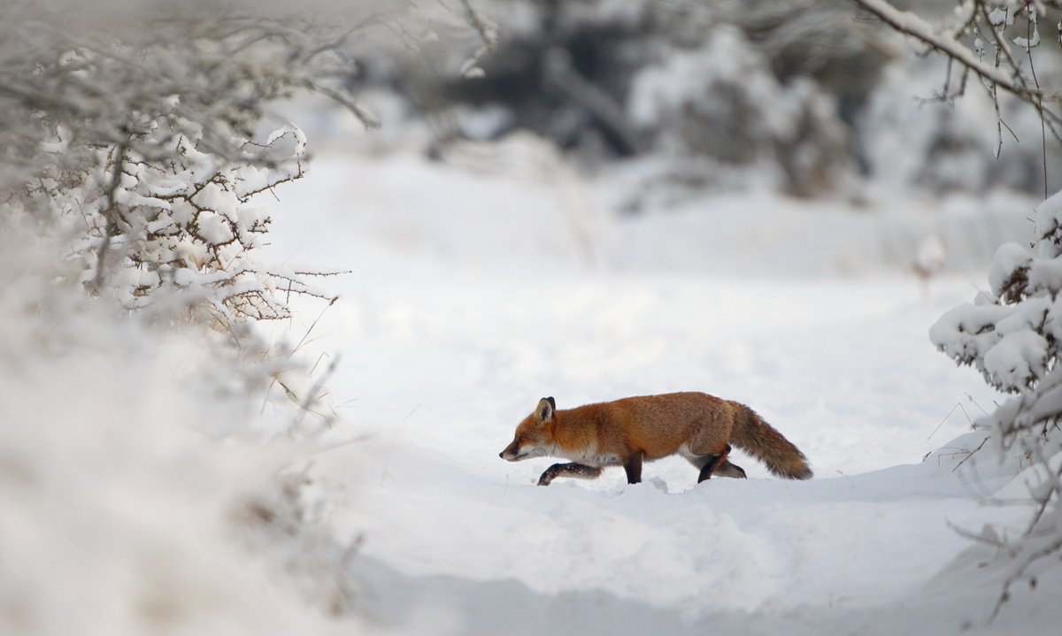 Are you embracing winter or wishing for spring?

We've created a little guide to winter wildlife adventures in Cumbria to help you enjoy the season (or tolerate it!)❄️✨

See the guide ⬇️
cumbriawildlifetrust.org.uk/explore/things…

📷 Danny Green/2020VISION