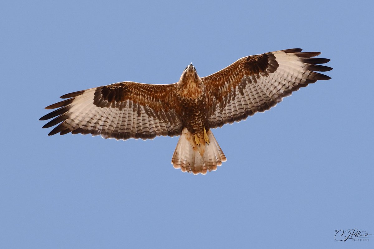 chrispollard48's tweet photo. Last bird of the day...#longleggedbuzzard #chrispollardworldofbirds #birdofpreyphotography #ThePhotoHour #saudibirding #Raptors https://t.co/YvegP7r9J1