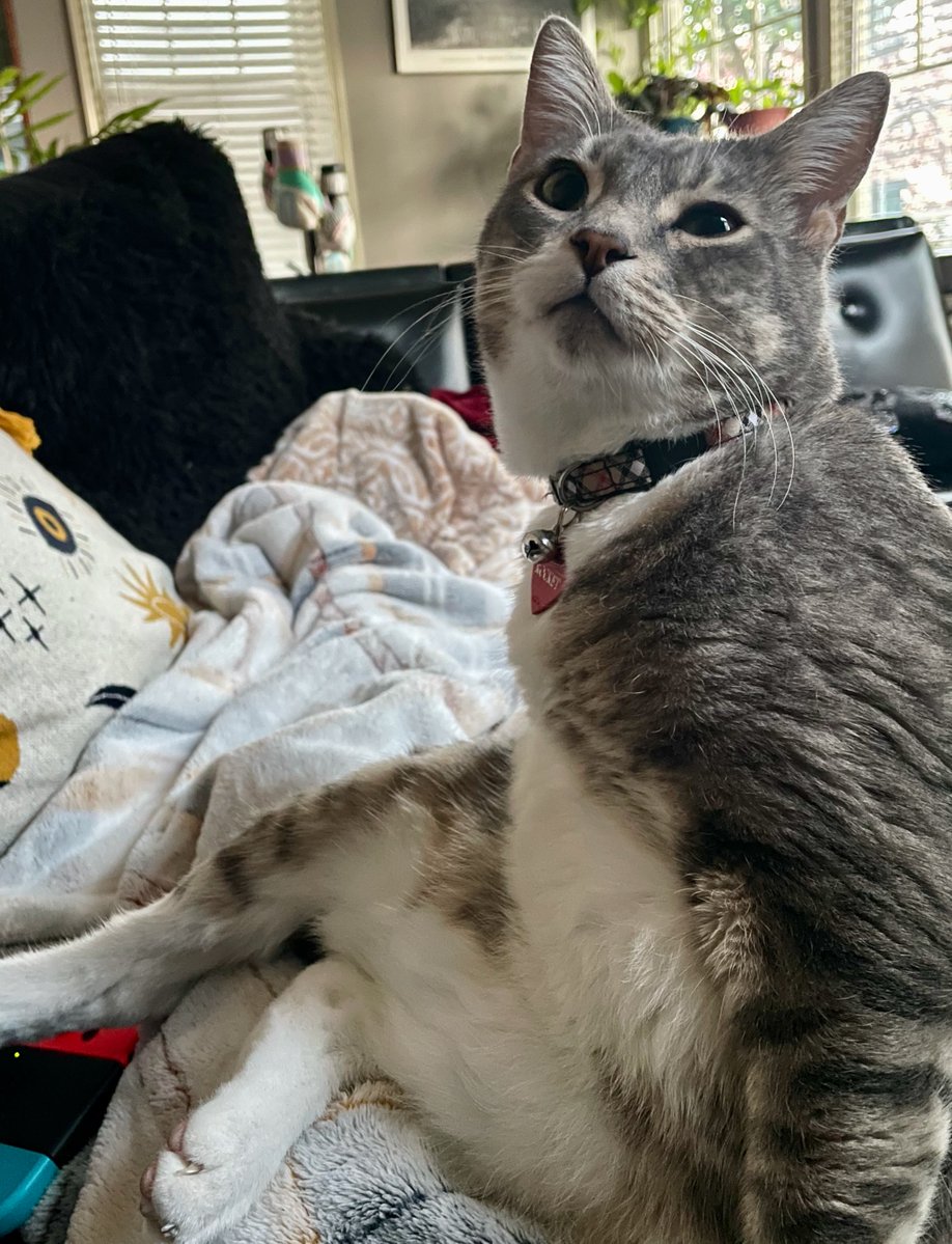 💖AdoptionUpdate: Rocket (fka Docket)!💖Looking mighty fine - we're so pleased for this boy who was with us a long time. He's SO happy in his wonderful home! #cats #caturday #pets #love #luv #virginia #goodnews #PositiveVibes #saturday #SaturdayVibes #CatsOfTwitter #success