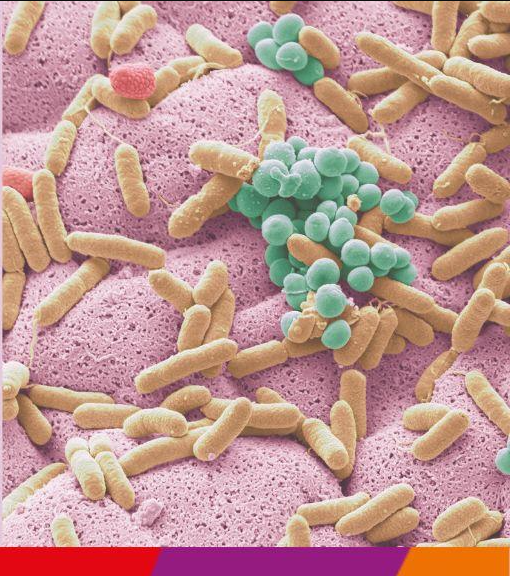 🦠"Les vacunes afavoreixen una microbiota rica i diversa", ens ho explica la microbiòloga Carmen Muñoz-Almagro de <a href="/SJDbarcelona_es/">Hospital Sant Joan de Déu Barcelona ES</a> cutt.ly/nwO90Iwz