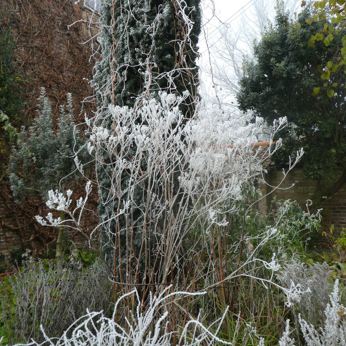 SLGardens's tweet photo. A walk round the garden this morning, so beautiful that I wonder why anyone cuts their perennials down in the autumn
#GardenJoy #WinterDelight #Frost #WinterBeauty #YorkshireGarden #WildlifeGarden https://t.co/IuwGrabrls