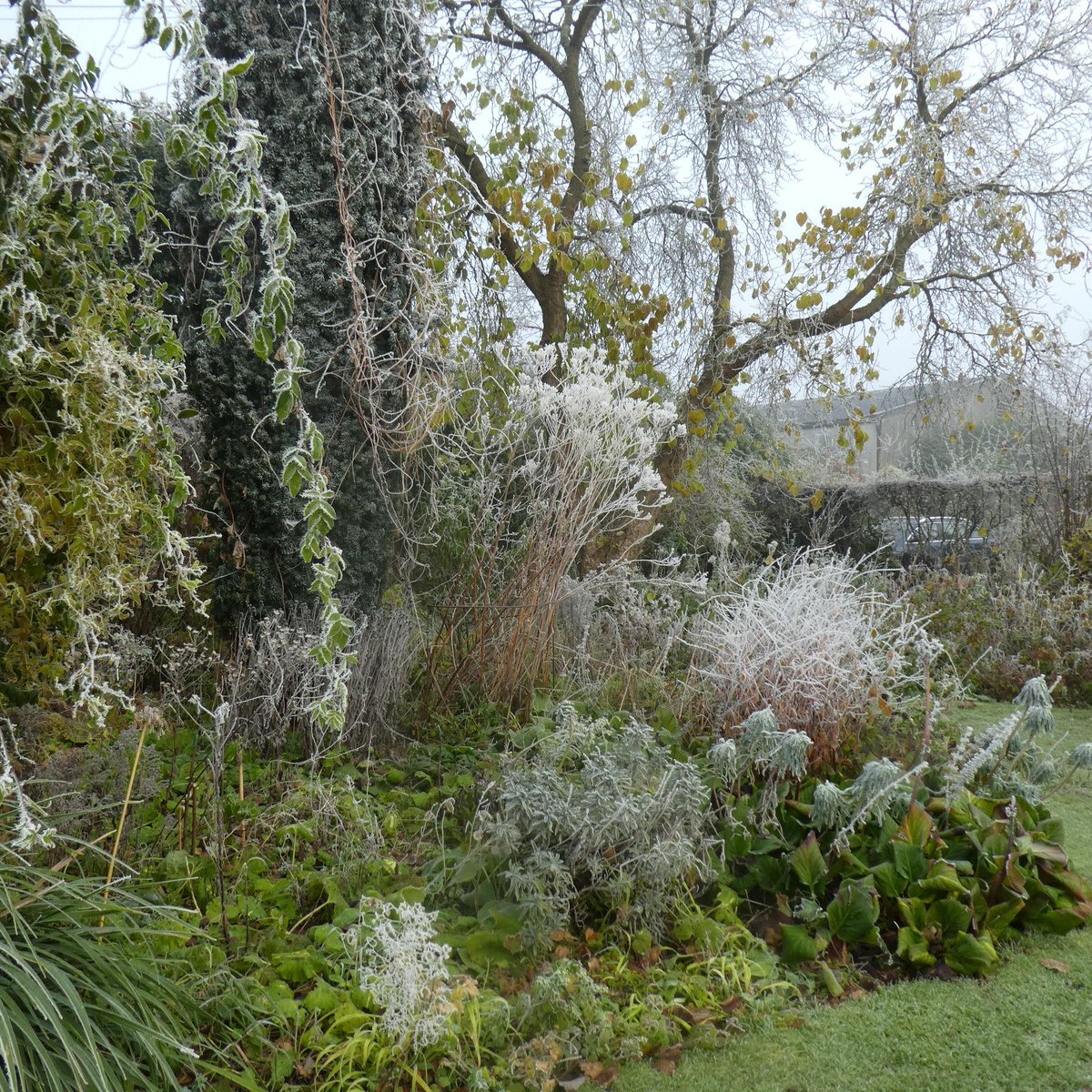 SLGardens's tweet photo. A walk round the garden this morning, so beautiful that I wonder why anyone cuts their perennials down in the autumn
#GardenJoy #WinterDelight #Frost #WinterBeauty #YorkshireGarden #WildlifeGarden https://t.co/IuwGrabrls