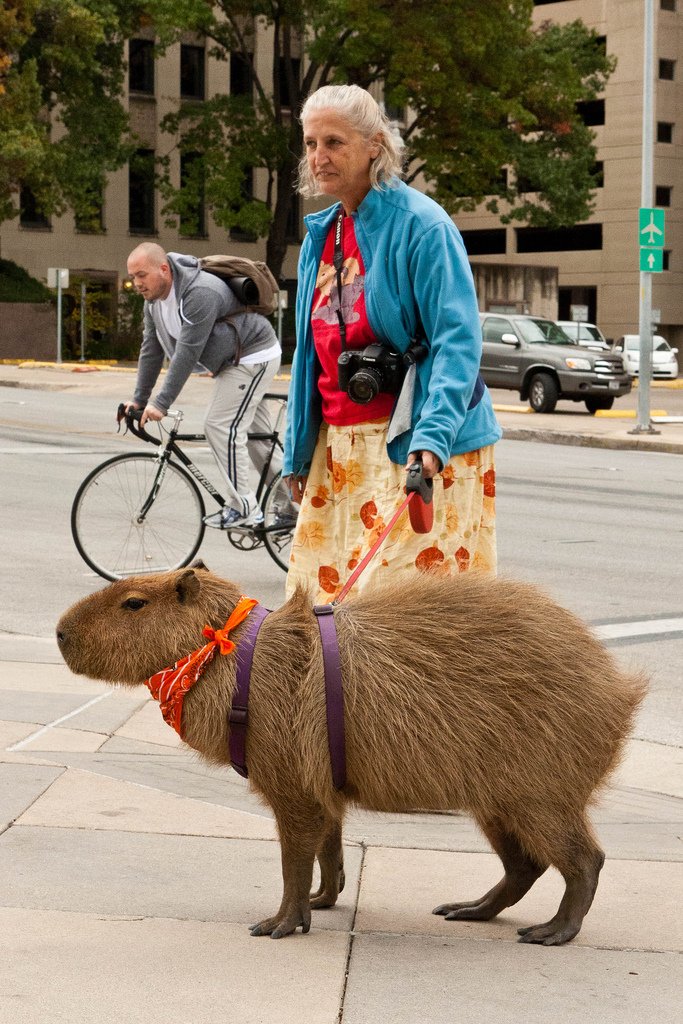 platypupu's tweet photo. 사슴만한 쥐 와 쥐만한 사슴 https://t.co/LrpuQWeD80