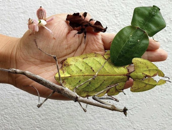Rainmaker1973's tweet image. There are no plants in this picture.  

pink: orchid mantis 
brown: ghost mantis 
dark green: hooded mantis 
light green: leaf insect 
grey: cat-eyed mantis