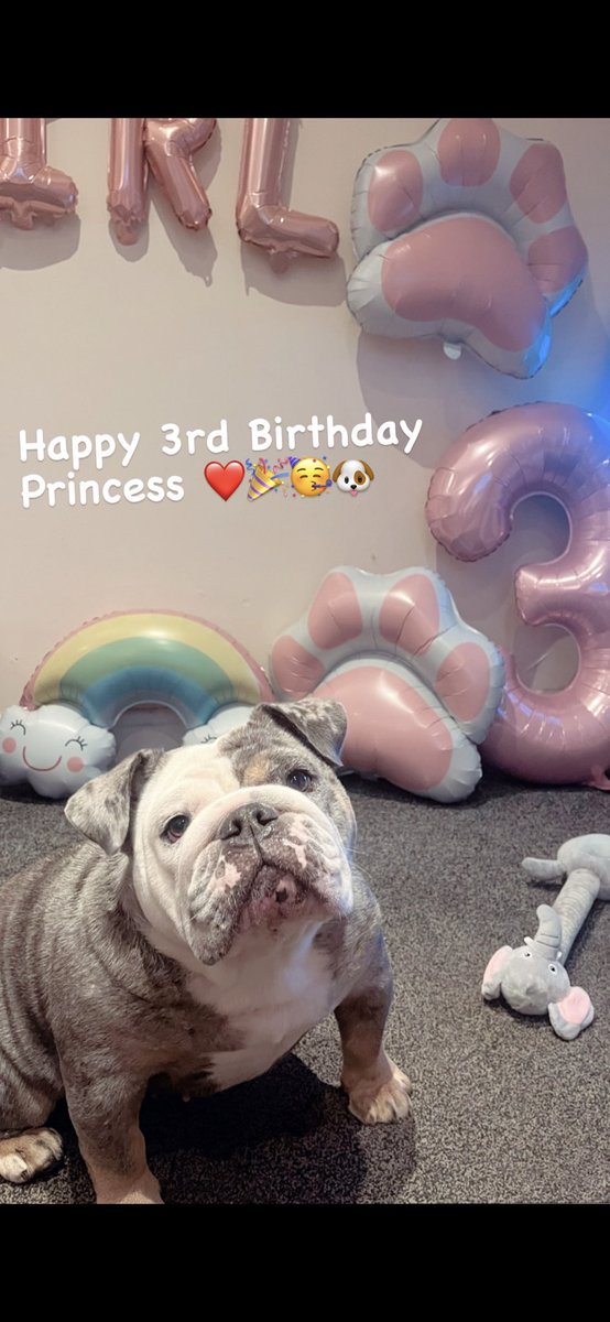 BethanyJ26's tweet photo. Happy 3rd Birthday Mabel! 🥳🐶

My best friend, my pain in the ass, my heart ❤️

@rickygervais https://t.co/qvu8LBUOD4