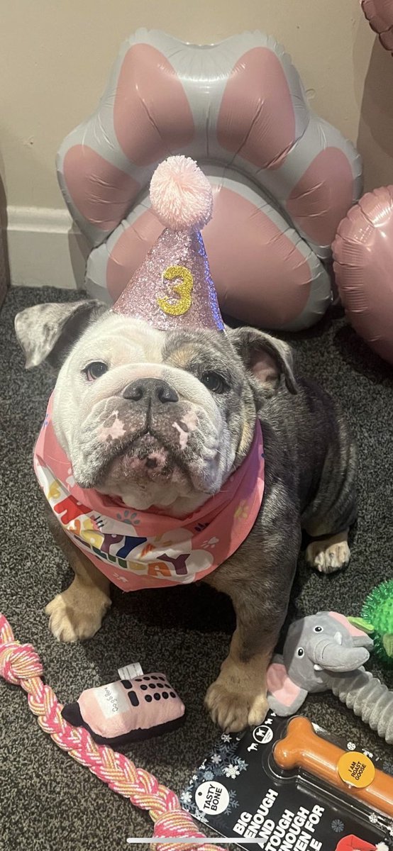 BethanyJ26's tweet photo. Happy 3rd Birthday Mabel! 🥳🐶

My best friend, my pain in the ass, my heart ❤️

@rickygervais https://t.co/qvu8LBUOD4