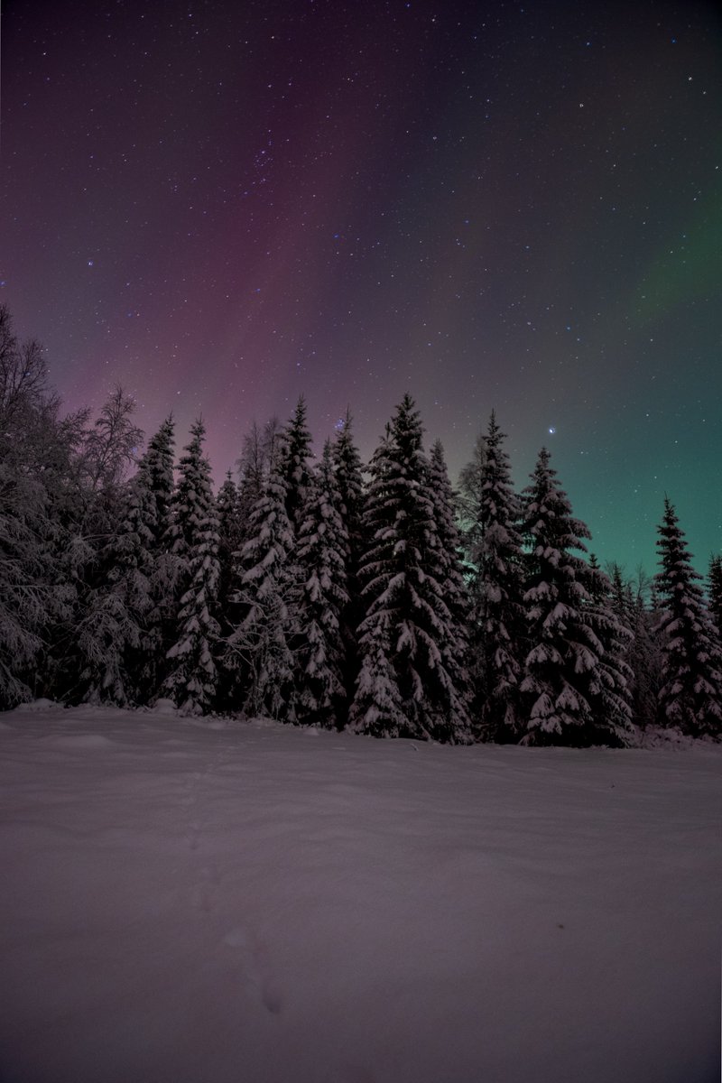 They say this is the year of the Northern Lights
I think that just might be true
I watched the Aurora Borealis dance last night💙❄️⤵️