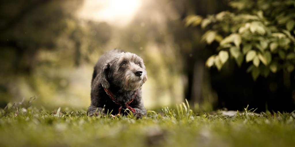 NHVNaturalPet's tweet image. How are you celebrating #NationalMuttDay?🐕

We are counting our blessings and remembering that some office dogs aren&apos;t purebreds but are so pure at heart.😍

What makes your mutt special? Whether it&apos;s A+ cuddles, epic goofiness, or fetch skills! Comment👇🏻

#MuttsofX #Mixedbreed