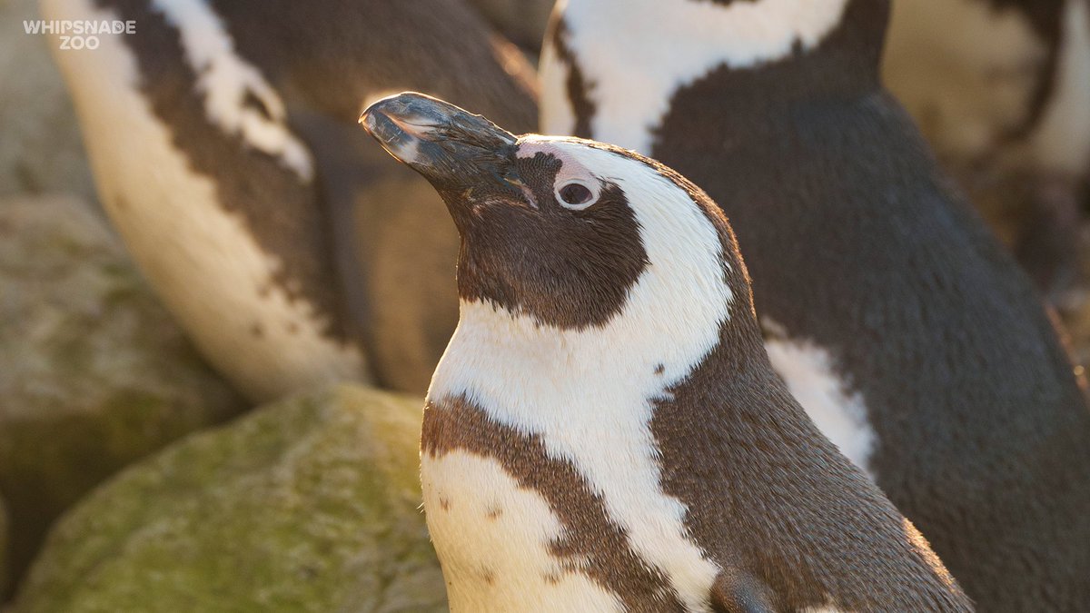 ZSLWhipsnadeZoo's tweet photo. Next time you visit our African black-footed penguins, see if you can spot their distinctive pink glands above their eyes, which help to regulate their body temperature. π§
Discover wonderful wildlife at Whipsnade this winter: https://t.co/Eh77SSmp4A
#ConservationZoo https://t.co/I76k0QKDCS